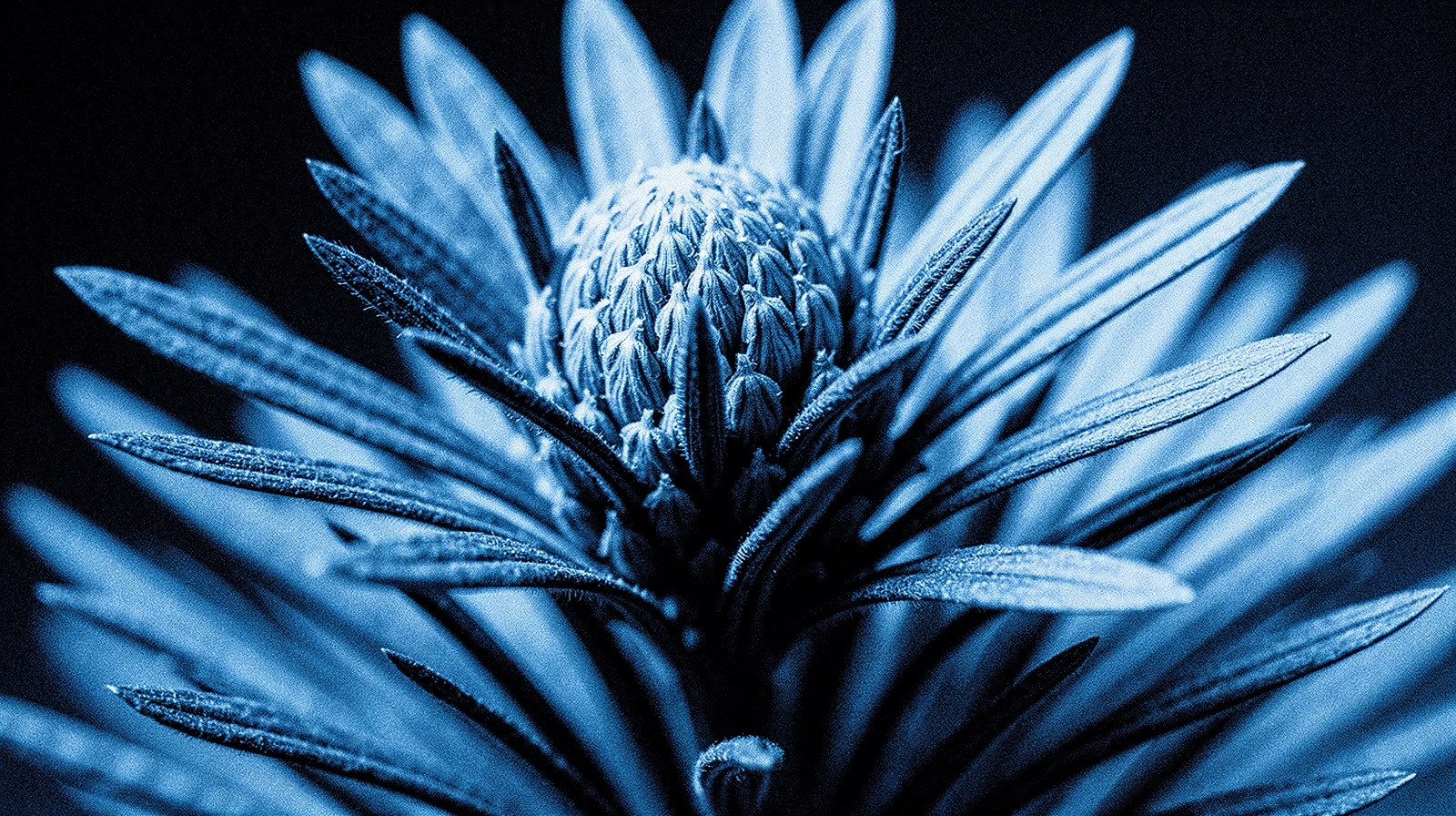 Botanische Struktur aus den Schweizer Alpen